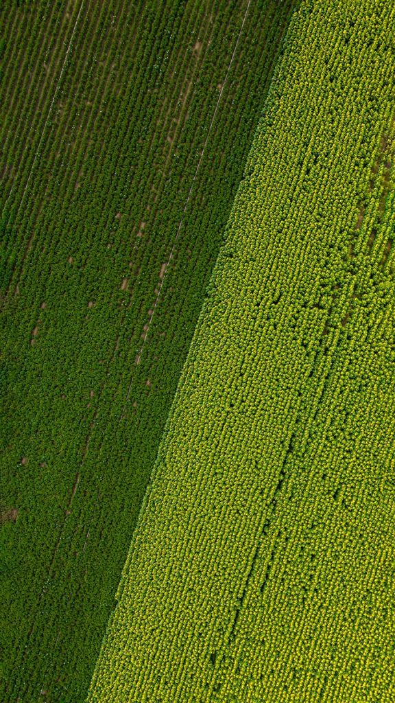 fotografía aérea realizada con dron de una finca con girasoles y remolacha, haciendo una forma geométrica con una diagonal simétrica, la foto está realizada por Fotograma Empresas de Vitoria