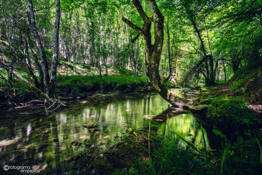foto de riachuelo y arboles en la ruta g 38 en okina realizada por fotograma empresas de vitoria